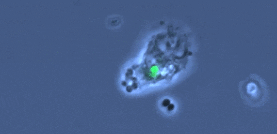 0007.gif